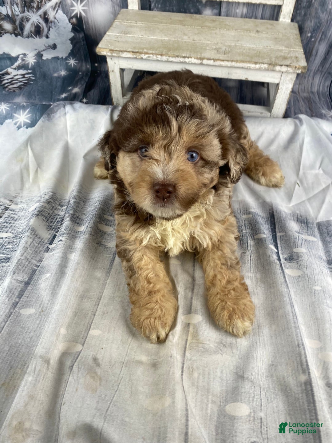 Mini Aussiedoodle dogs for sale: Indy - Ad 11