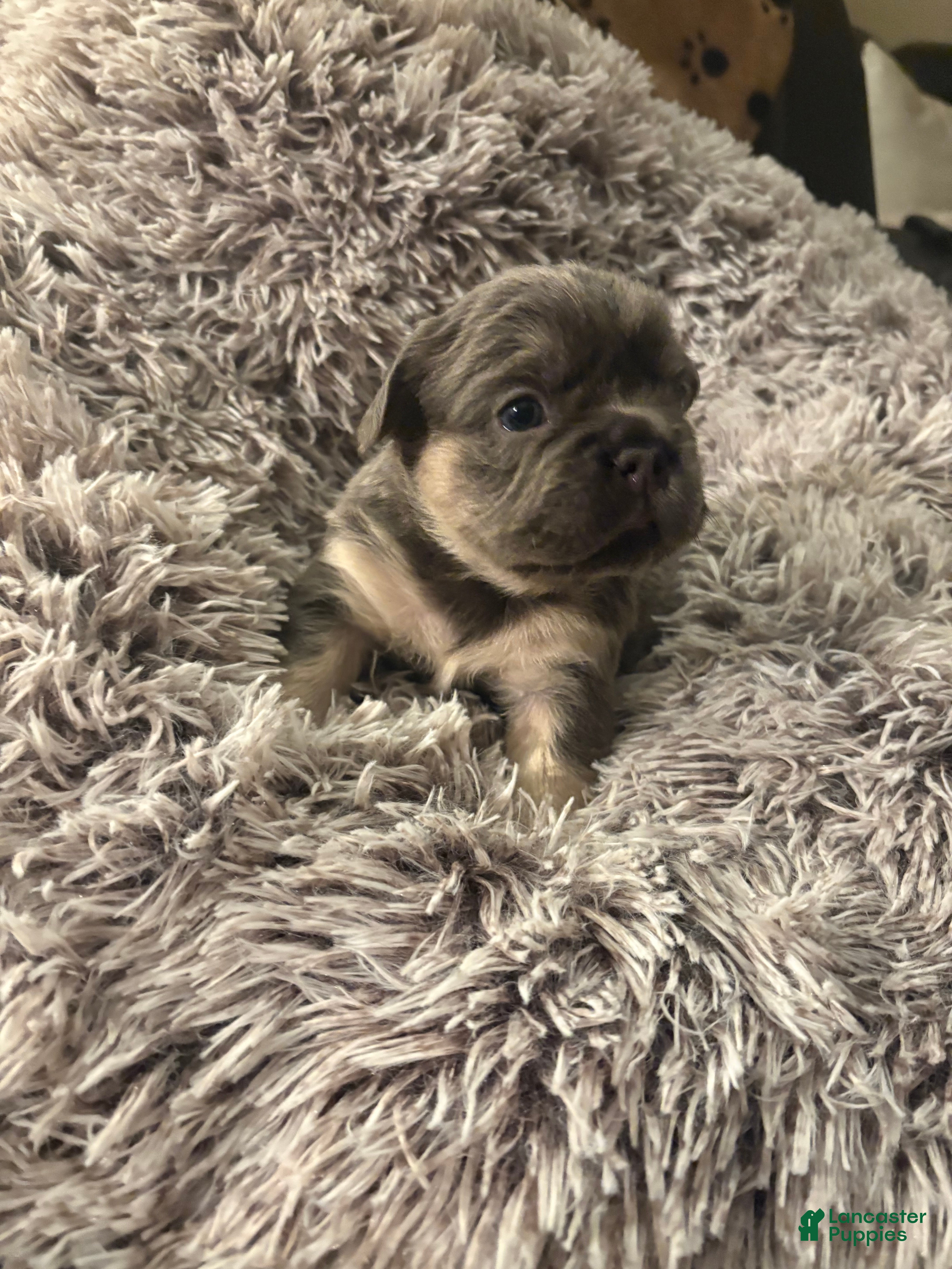 French Bulldog dogs French Bulldog Puppy 5 - Ad 1