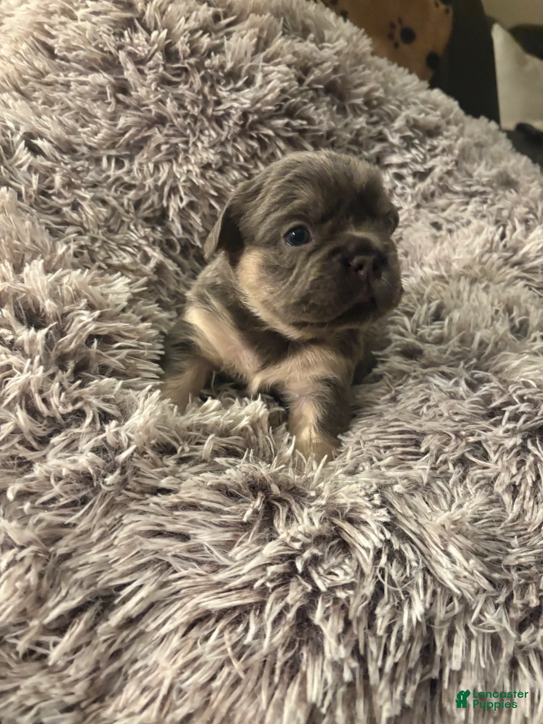 French Bulldog dogs for sale: French Bulldog Puppy 5 - Ad 1