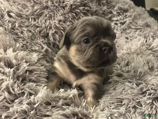 French Bulldog dogs for sale: French Bulldog Puppy 5 - Ad 1