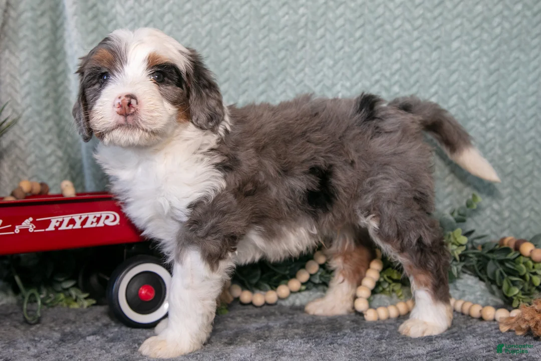 Mini Bernedoodle dogs for sale: Turbo - Ad 2