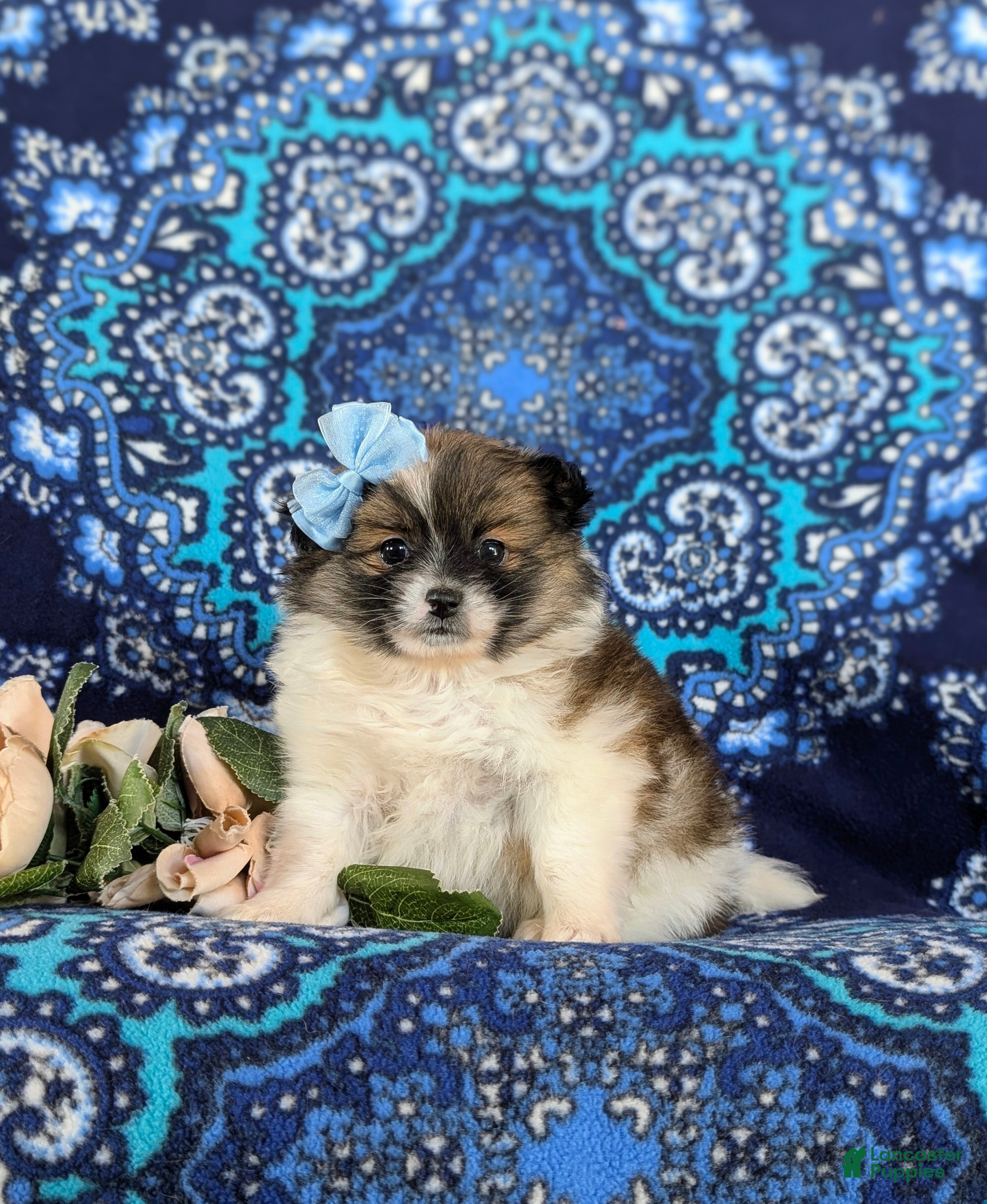 Pomeranian dogs Tiara - Ad 1