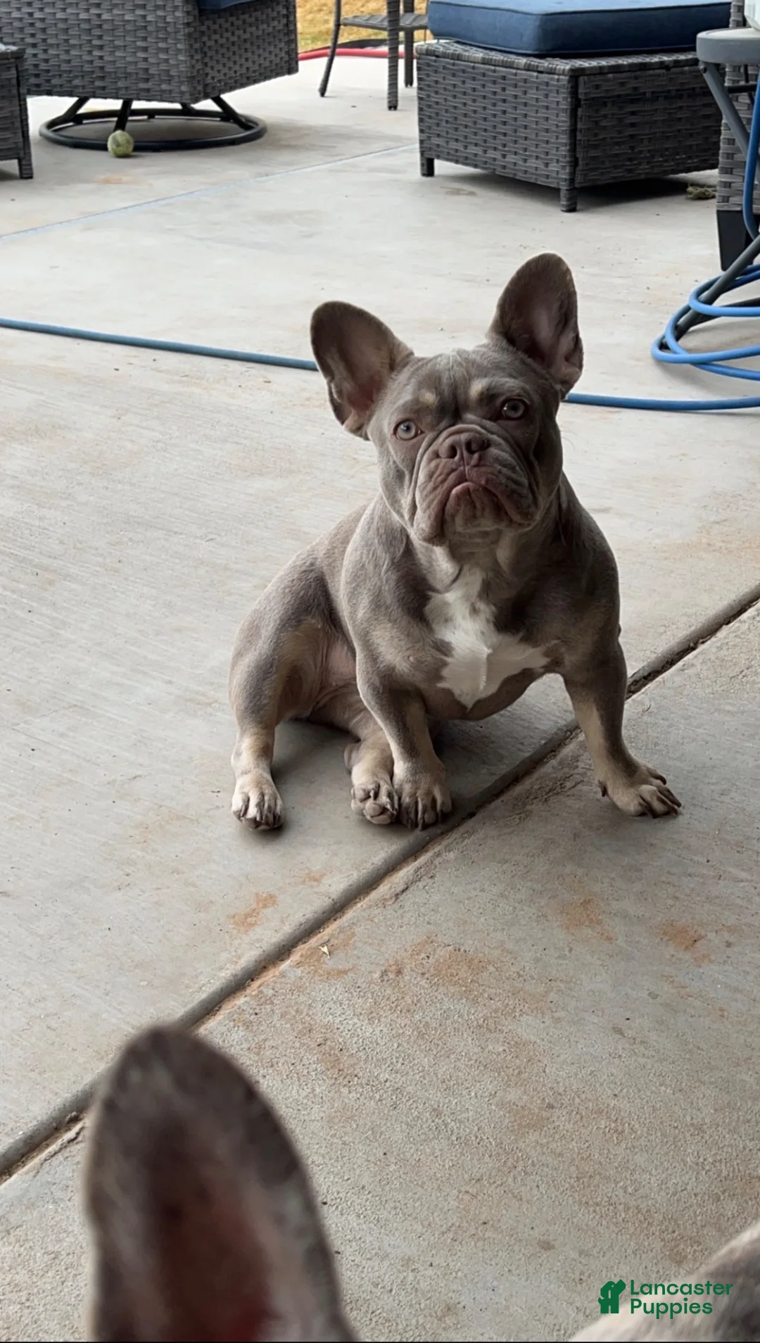 French Bulldog dogs for sale: Zeus French Bulldog  - Ad 6