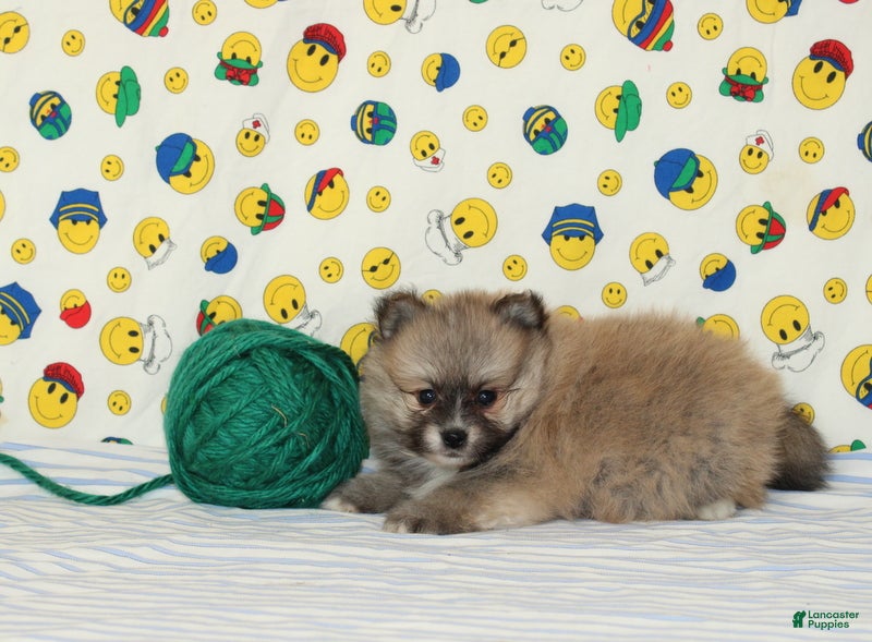 Pomeranian dogs Steven - Ad 2