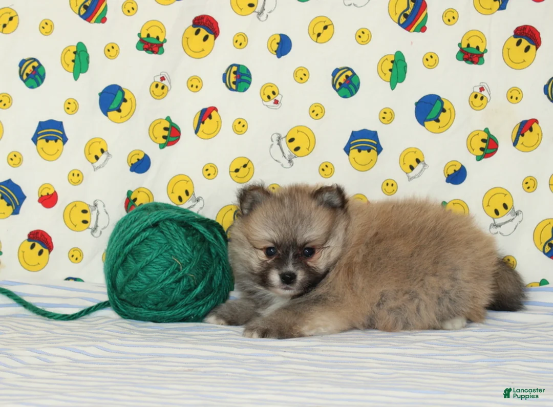 Pomeranian dogs for sale: Steven - Ad 2