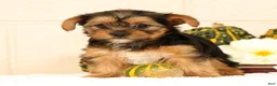 Yorkshire Terrier dogs for sale: Olive - Ad 3