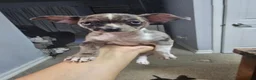 Chihuahua dogs for sale: Chihuahua 3 - Ad 3