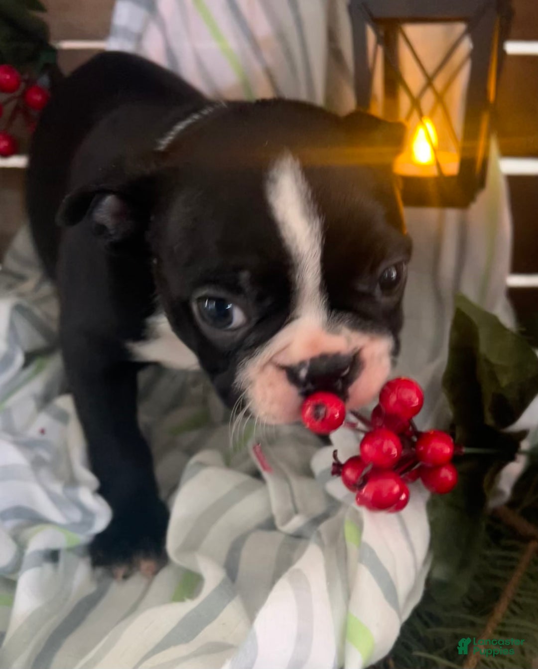 Boston Terrier dogs for sale: Max - Ad 4