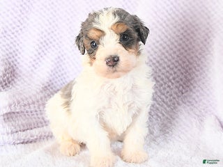 Mini Bernedoodle dogs Vincent - Ad 34