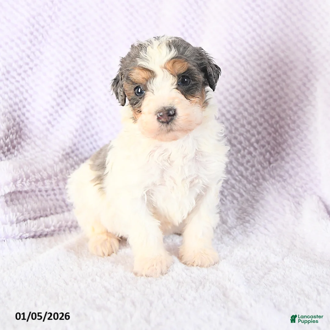 Mini Bernedoodle dogs for sale: Vincent - Ad 11