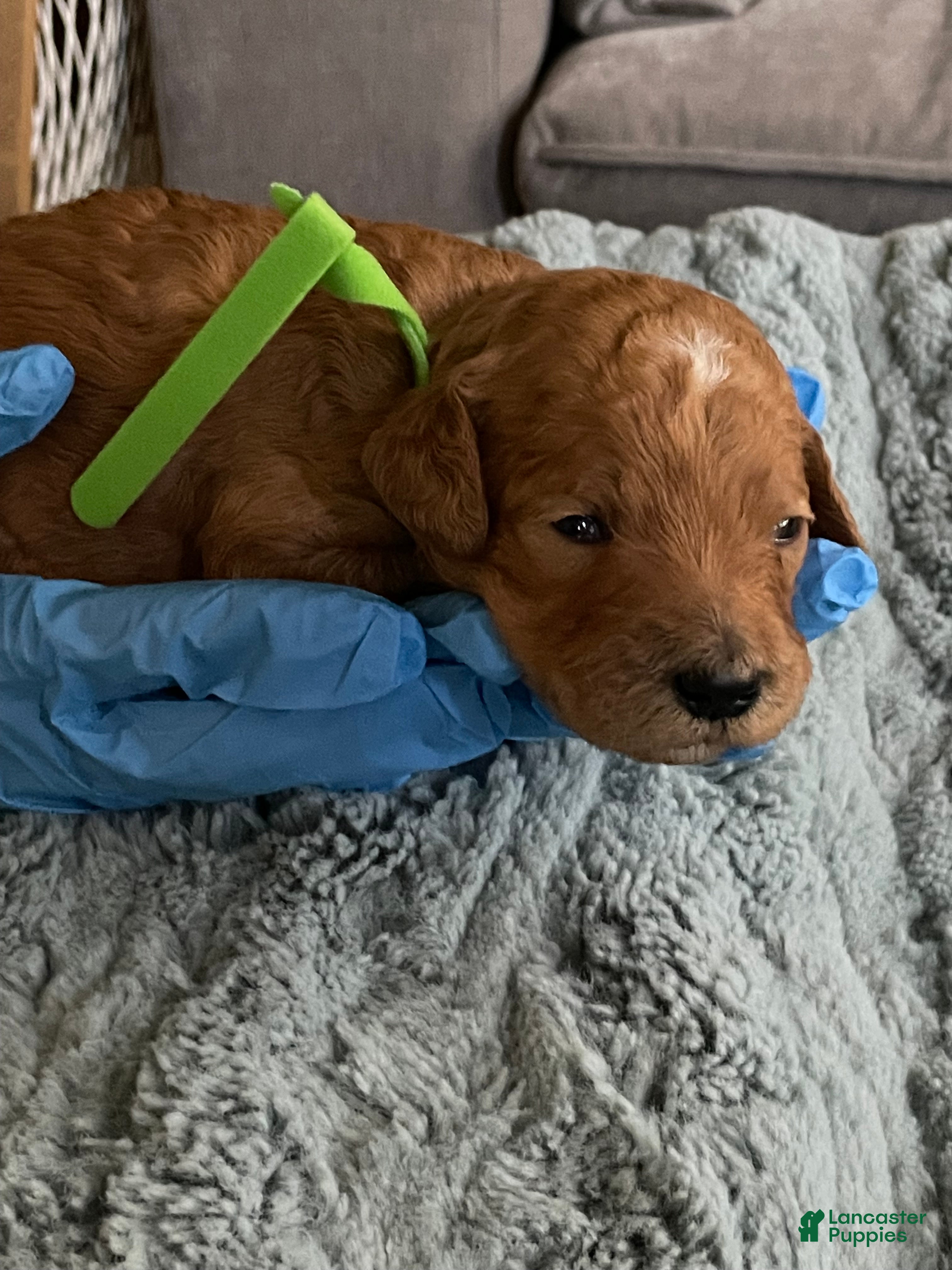 Goldendoodle dogs Goldendoodle Puppy 3 - Ad 11