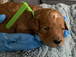 Goldendoodle dogs Goldendoodle Puppy 3 - Ad 11