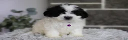 Maltipoo dogs for sale: Gwen - Ad 5