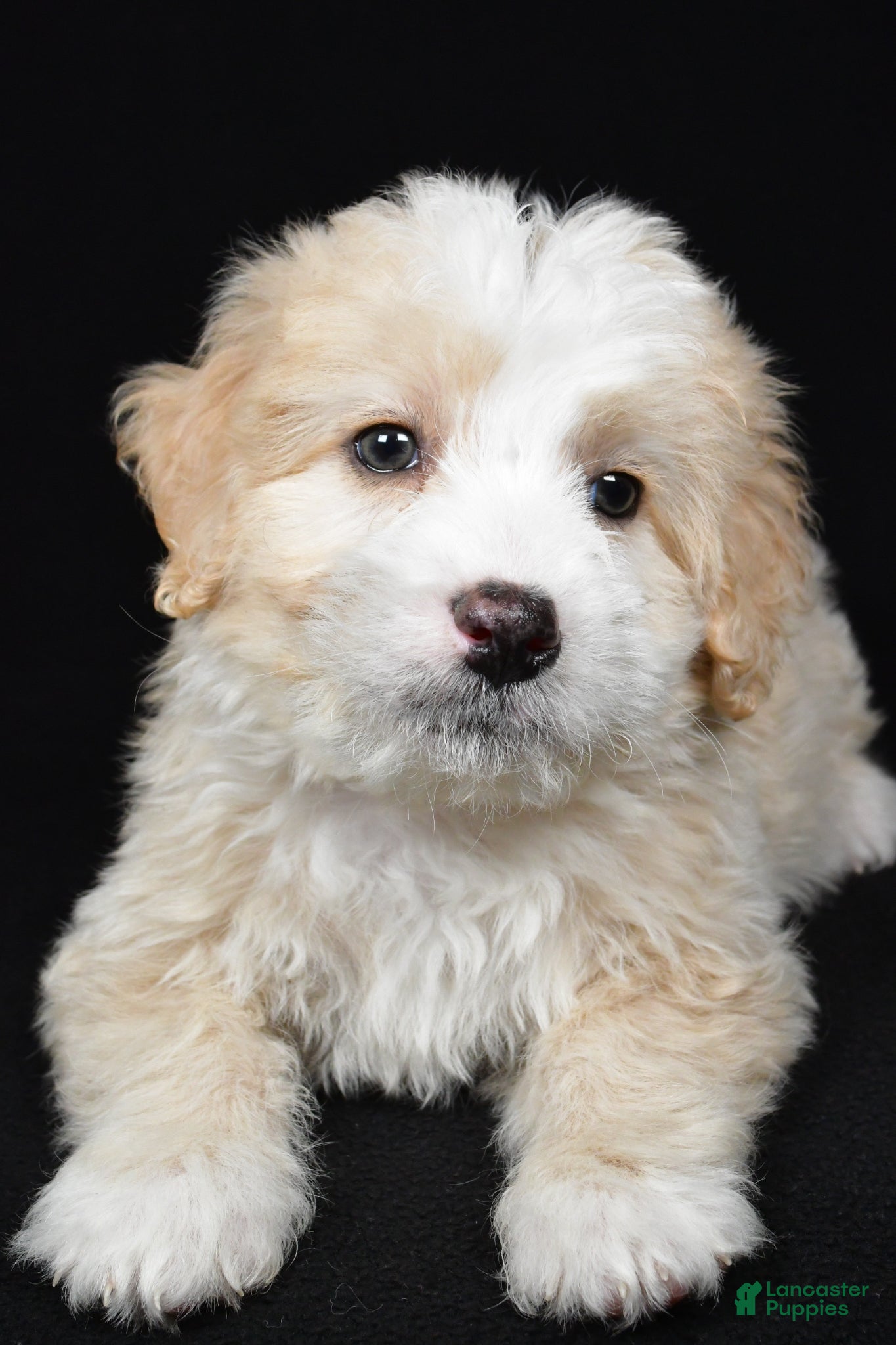 Bernedoodle dogs Willow - Ad 2
