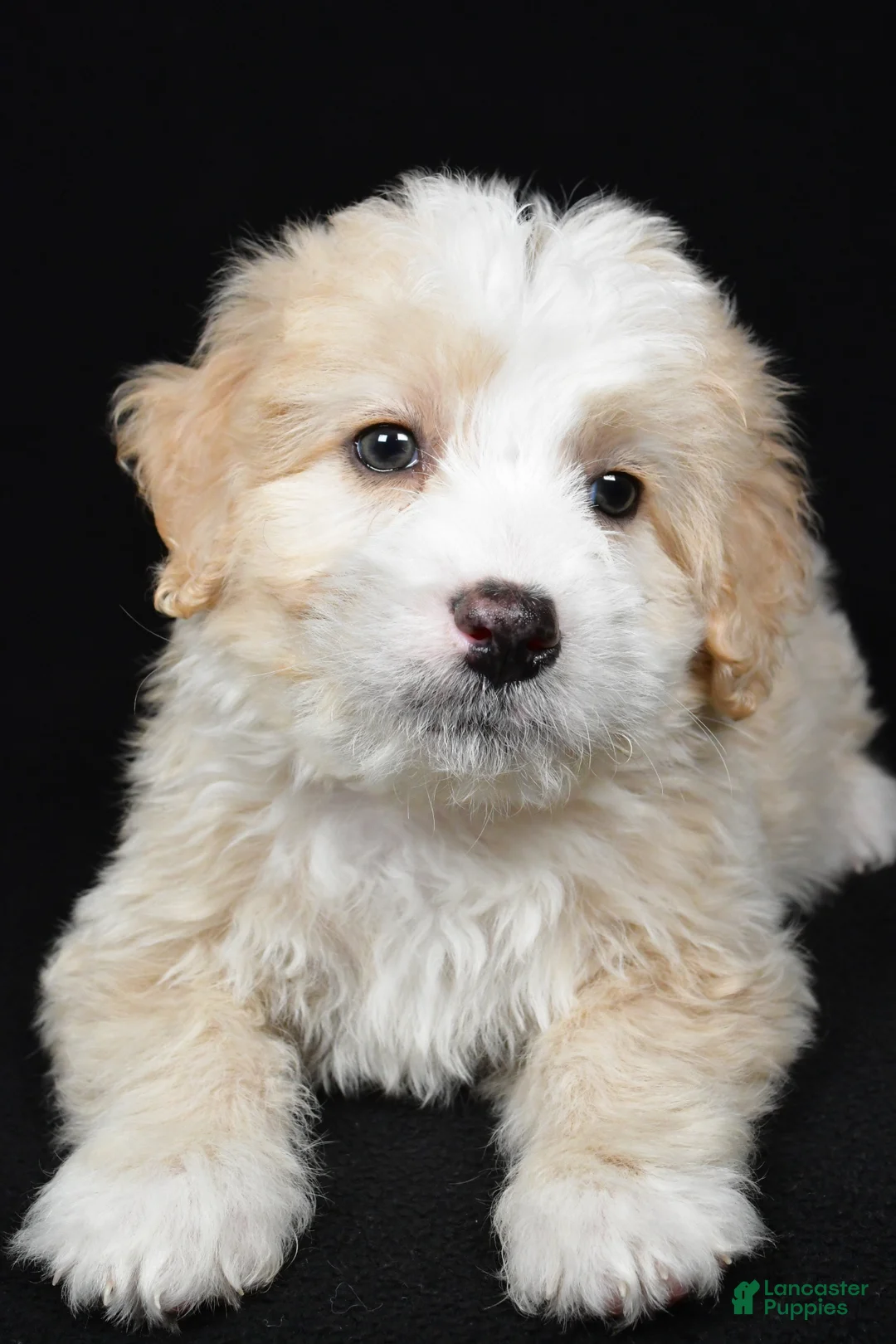 Bernedoodle dogs for sale: Willow - Ad 2