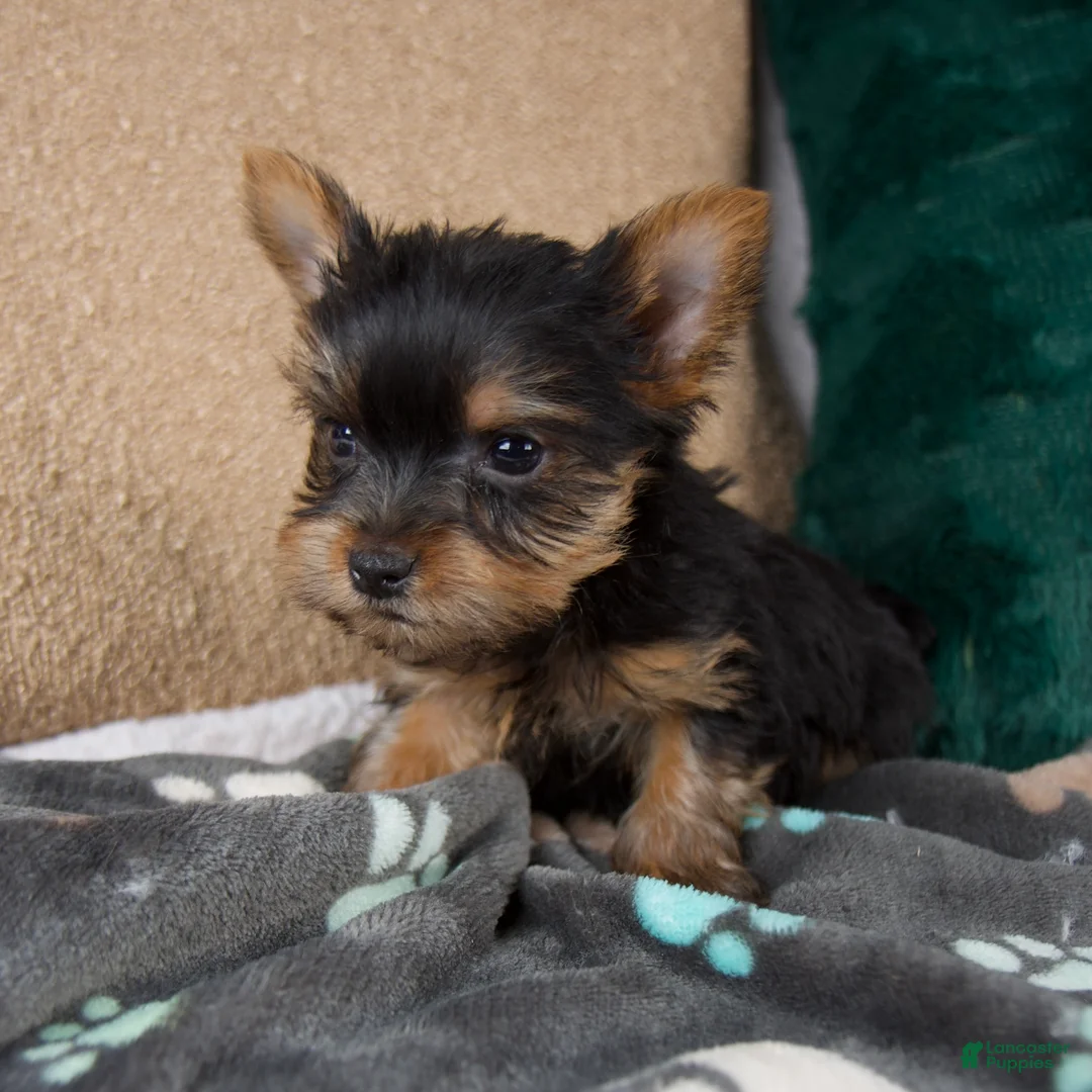 Yorkshire Terrier dogs for sale: Lucy - Ad 3