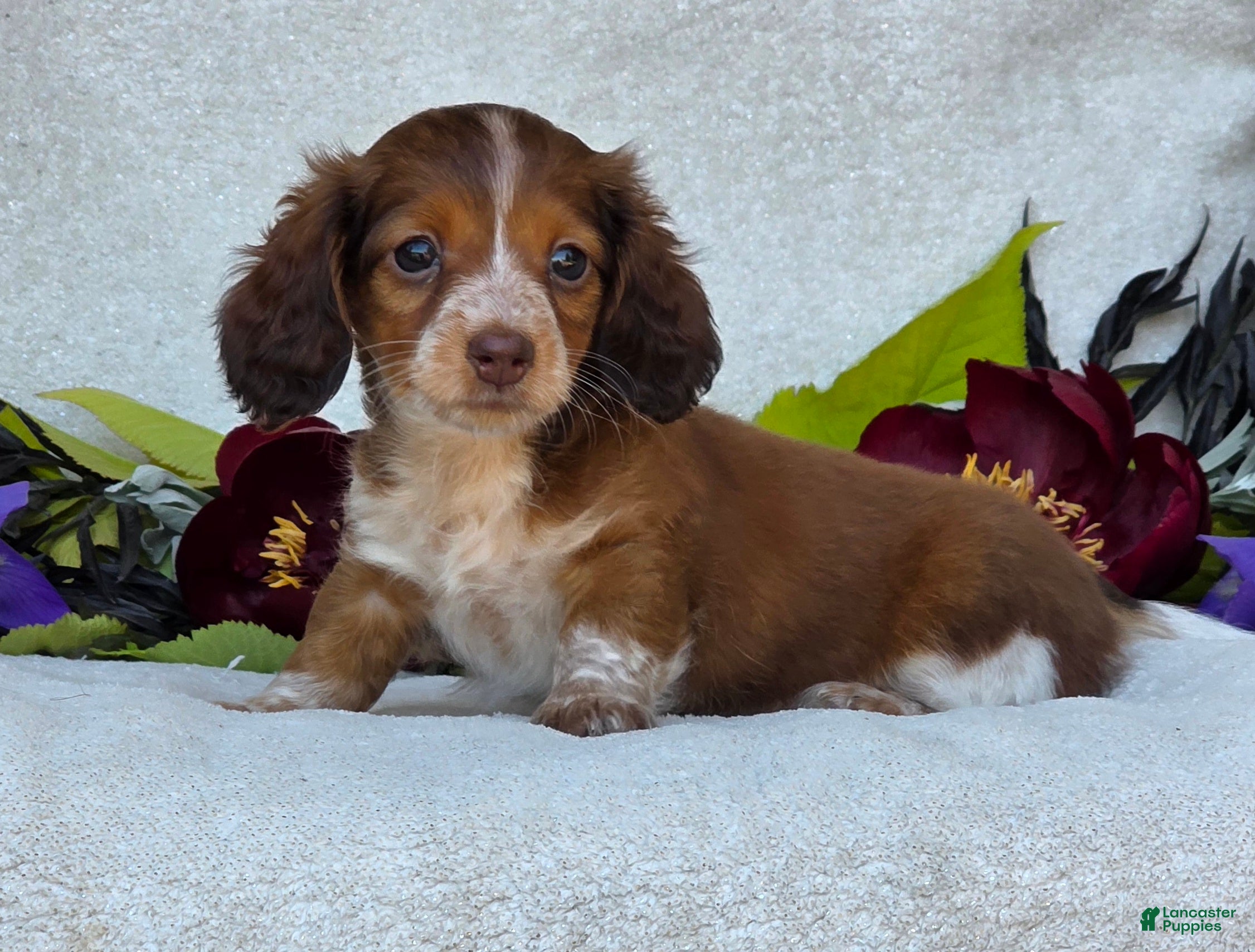 Miniature Dachshund dogs for sale: Lacey - Ad 2
