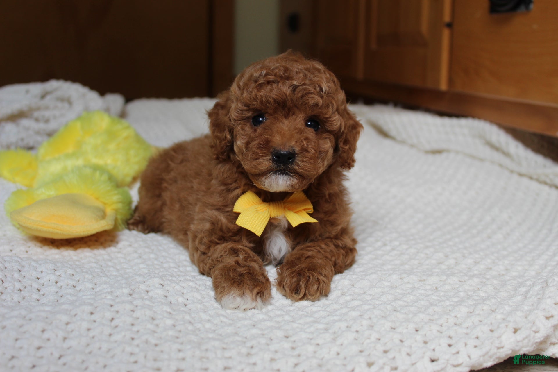 Toy Poodle dogs Tommy - Ad 1