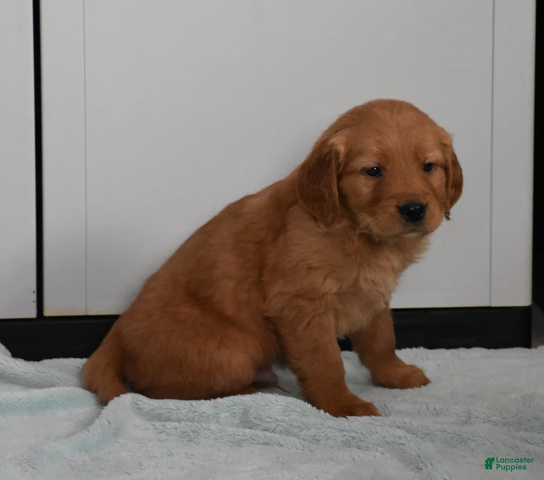 Golden Retriever dogs for sale: Dallas Genetic/OFA - Ad 25