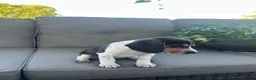 Beagle dogs for sale: Anchor  - Ad 8