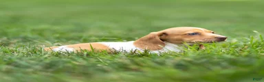 Missy Miniature Dachshund 
