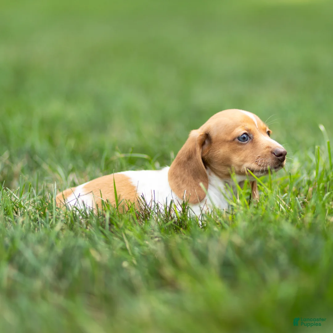 Miniature Dachshund dogs for sale: Missy Miniature Dachshund  - Ad 1