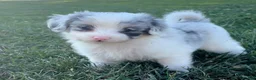 Mini Aussiedoodle dogs for sale: Cooper - Ad 2