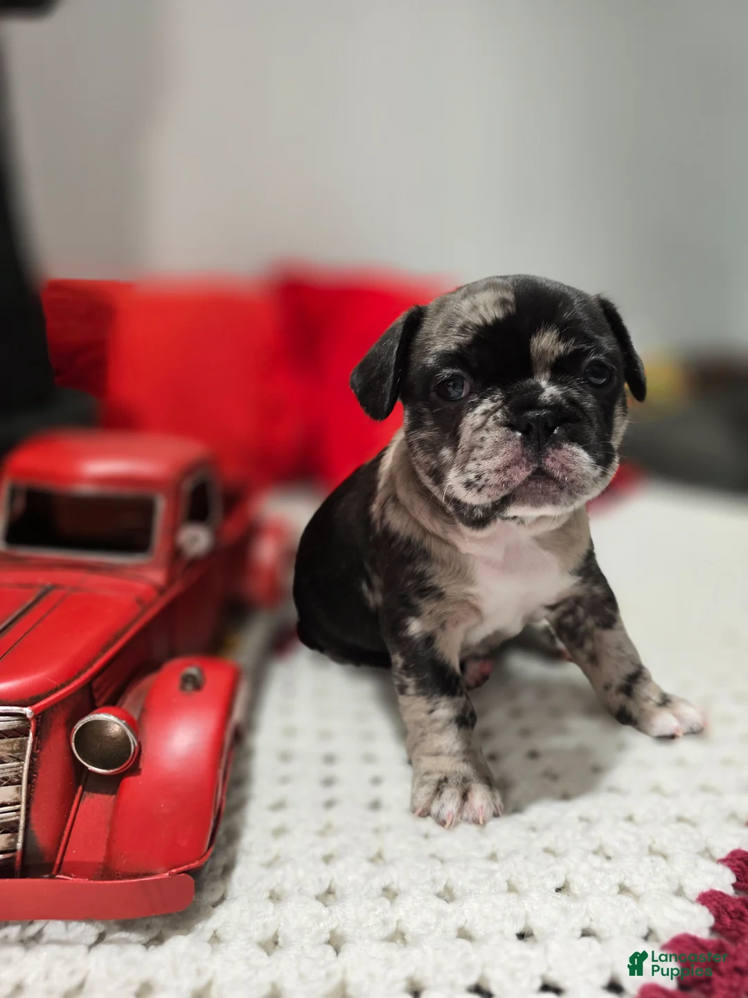 French Bulldog dogs for sale: Max - Ad 2