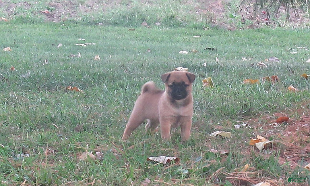 Gallery Image {{count}}