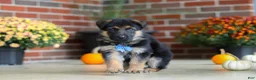 German Shepherd dogs for sale: Mason - Ad 4