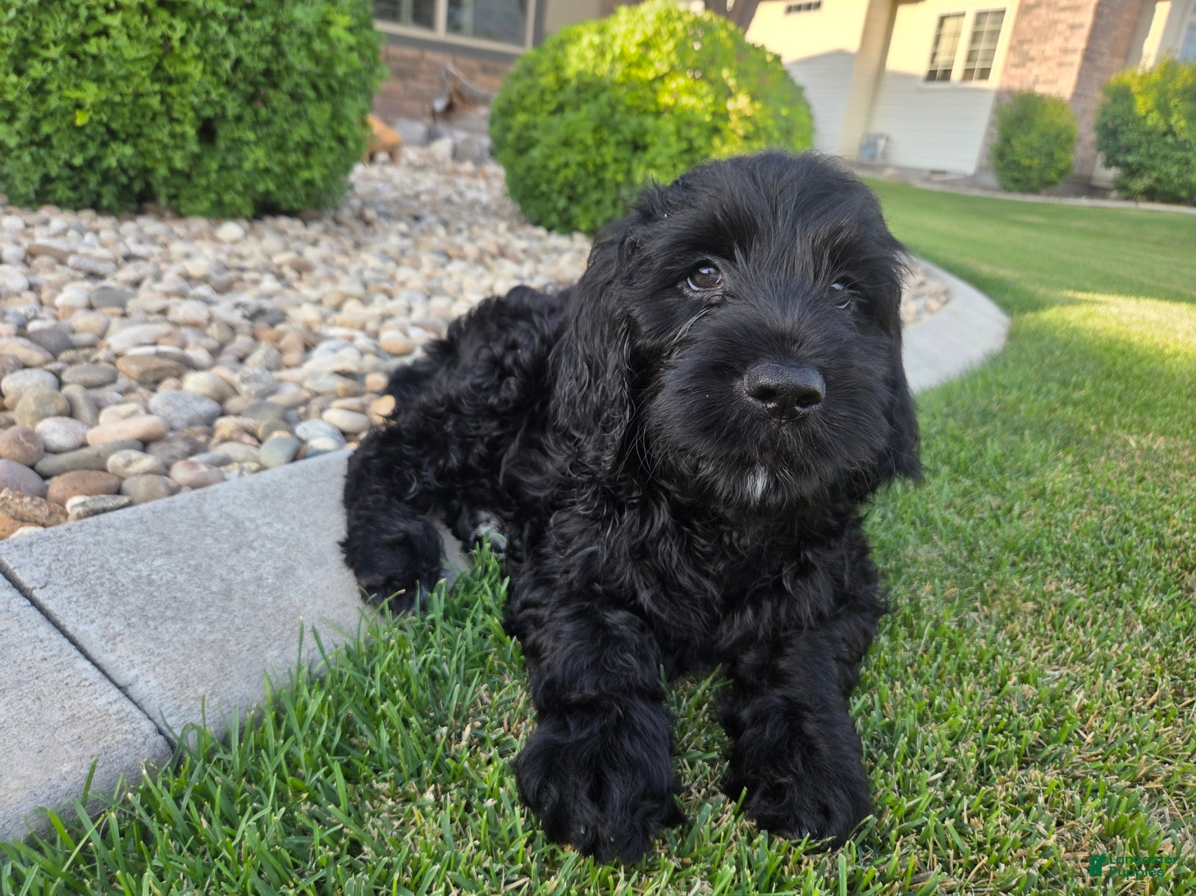 Goldendoodle dogs Emma - Ad 2