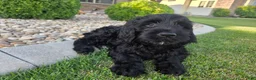 Goldendoodle dogs for sale: Emma - Ad 2