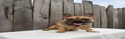 French Bulldog dogs for sale: Honey - Ad 8