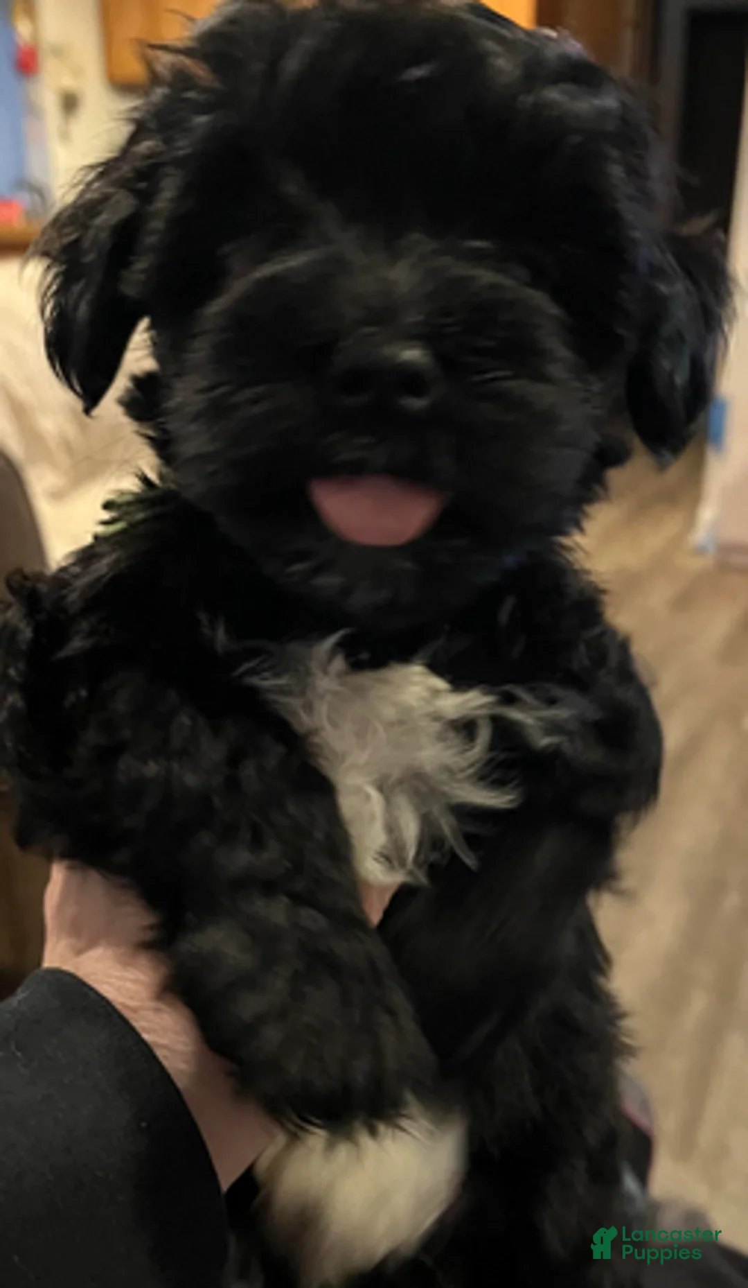 Miniature Schnauzer dogs for sale: Billy (green collar) - Ad 4