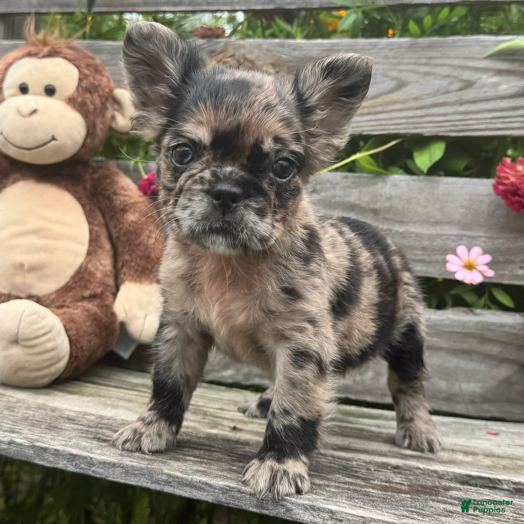 French Bulldog dogs for sale: Harper - Ad 1