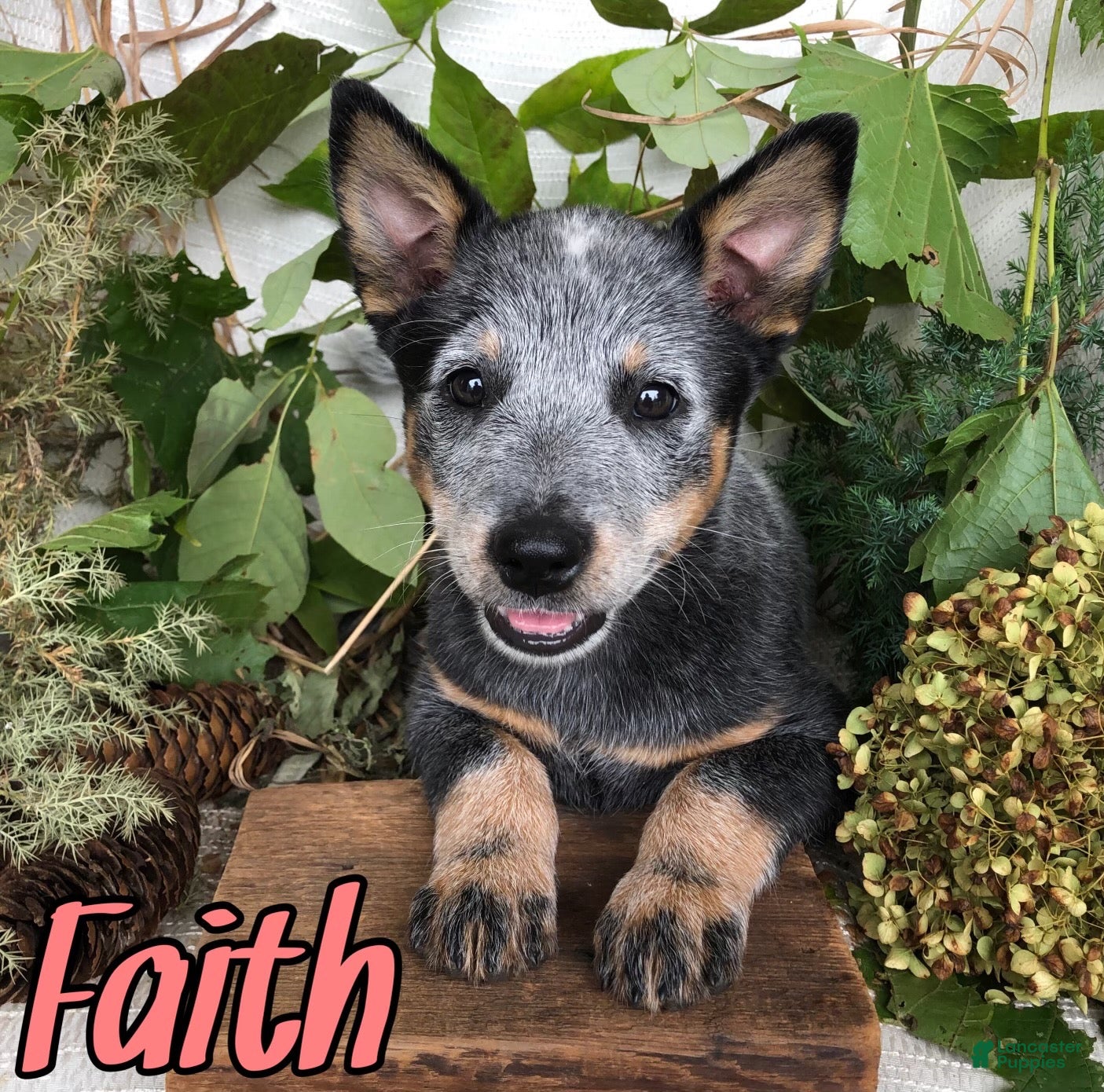 Australian Cattle Dog