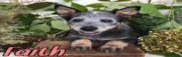Australian Cattle Dog dogs for sale: Australian Cattle Dog 1 - Ad 1