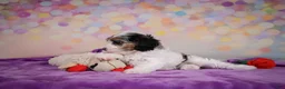 Cavapoo dogs for sale: Cavapoo 2 - Ad 4