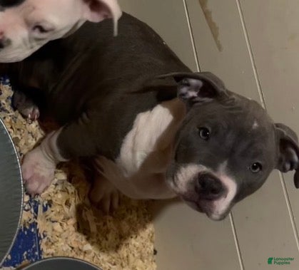 American Bully dogs American Bully Puppy 5 - Ad 1