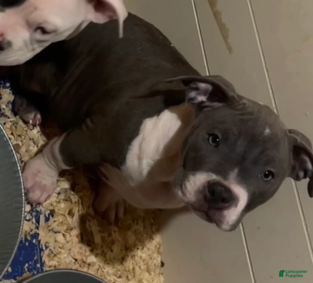 American Bully dogs for sale: American Bully Puppy 5 - Ad 1