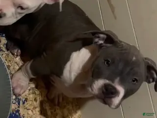 American Bully dogs American Bully Puppy 5 - Ad 1