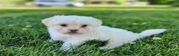 Teddy Bear dogs for sale: Bennington - Ad 3
