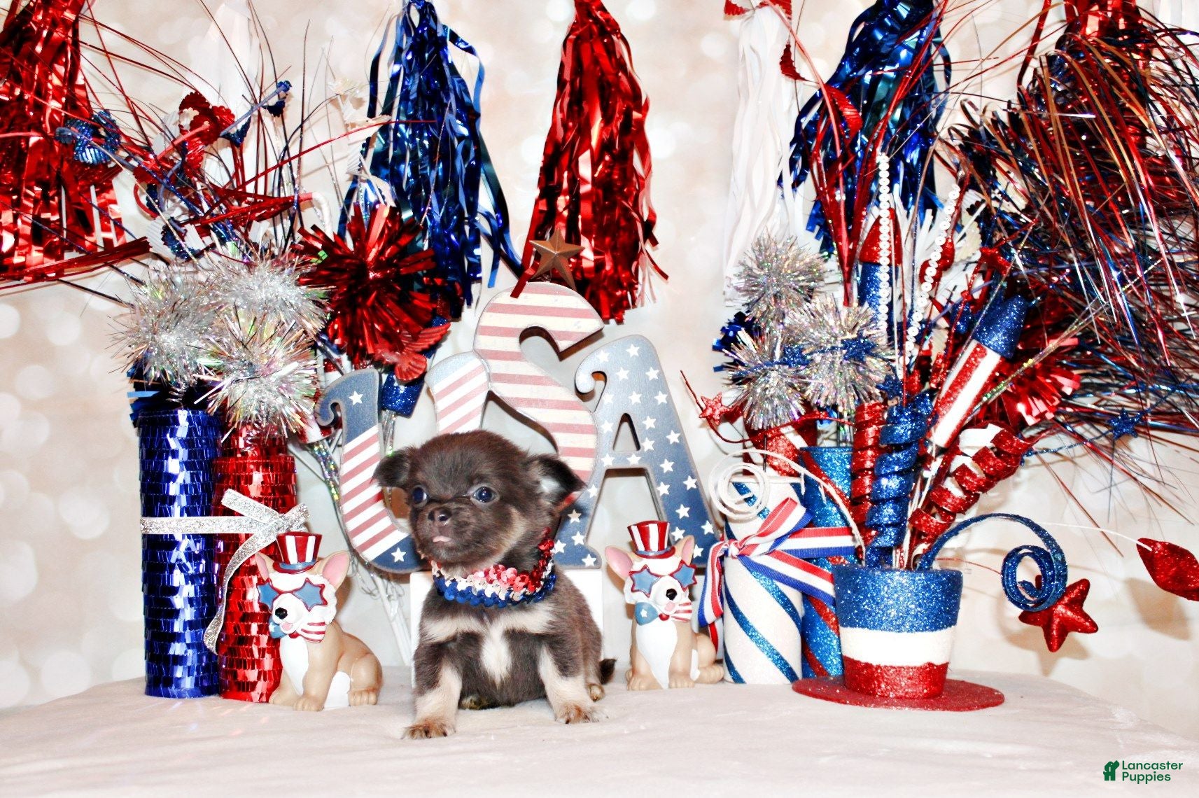Chihuahua dogs Edgar - Ad 2