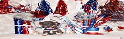 Chihuahua dogs for sale: Edgar - Ad 2