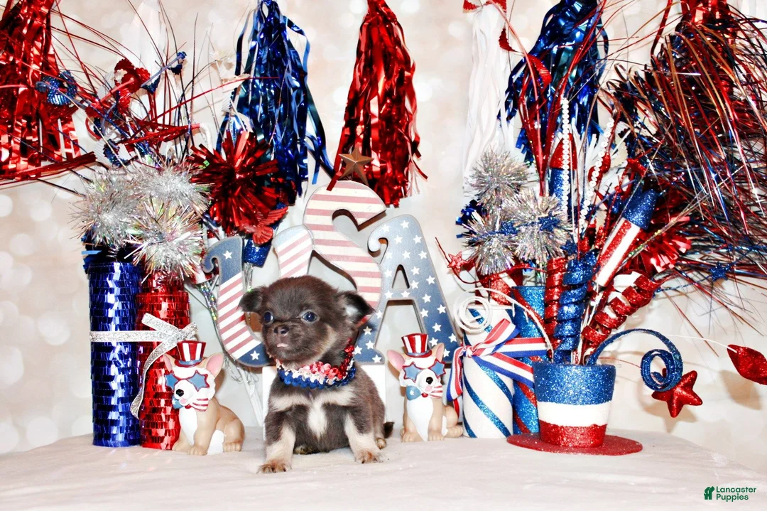 Chihuahua dogs for sale: Edgar - Ad 2