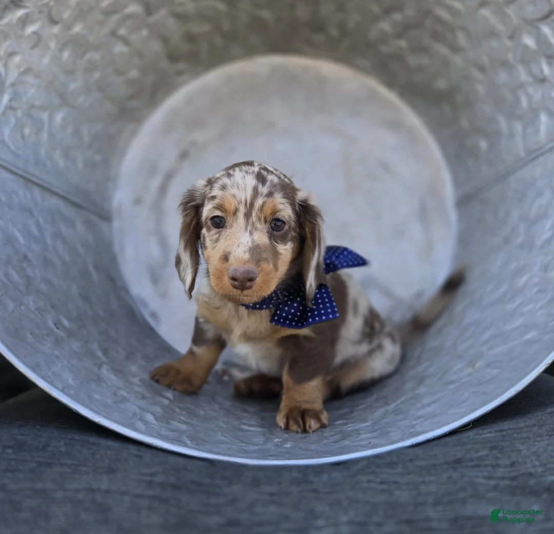 Miniature Dachshund dogs for sale: Bobby - Ad 2