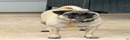 Pug dogs for sale: Bella - Ad 4