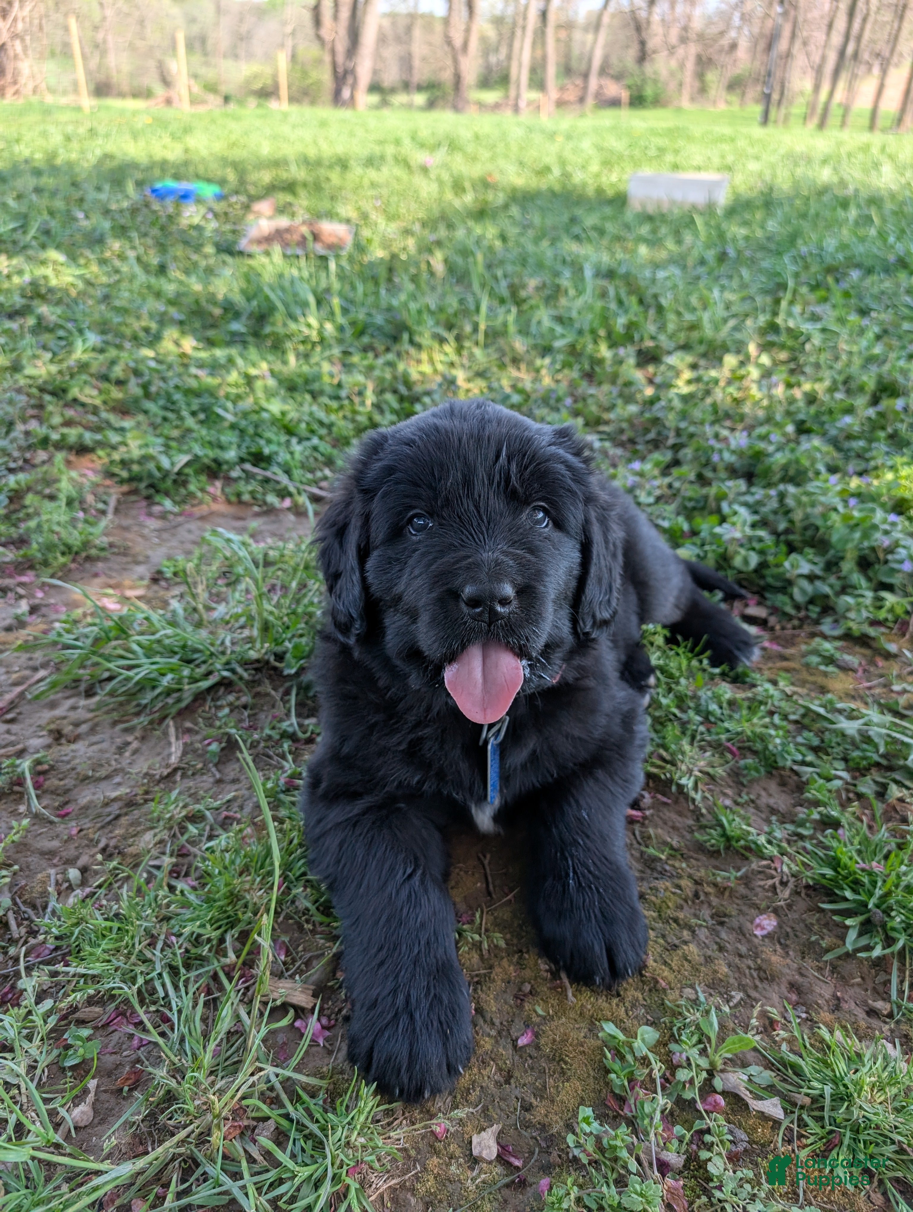 Newfoundland dogs Halo - Ad 17