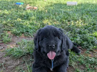 Newfoundland dogs Halo - Ad 17
