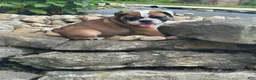 English Bulldog dogs for sale: Kaden - Ad 6